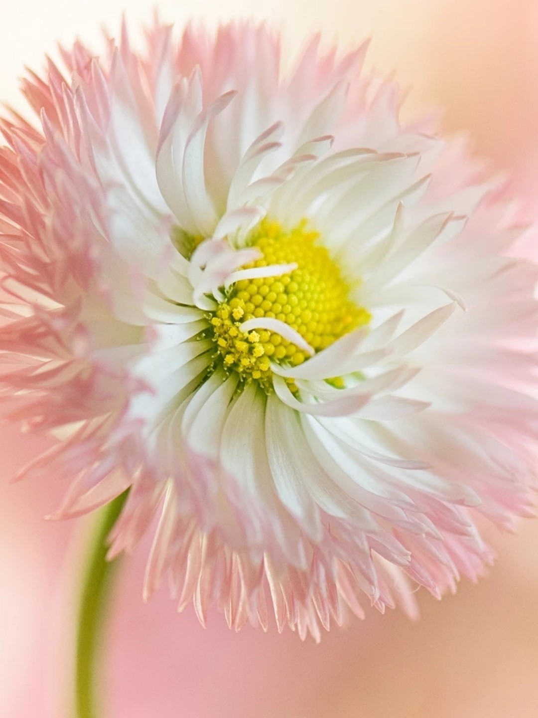 花系列壁纸,清新简约