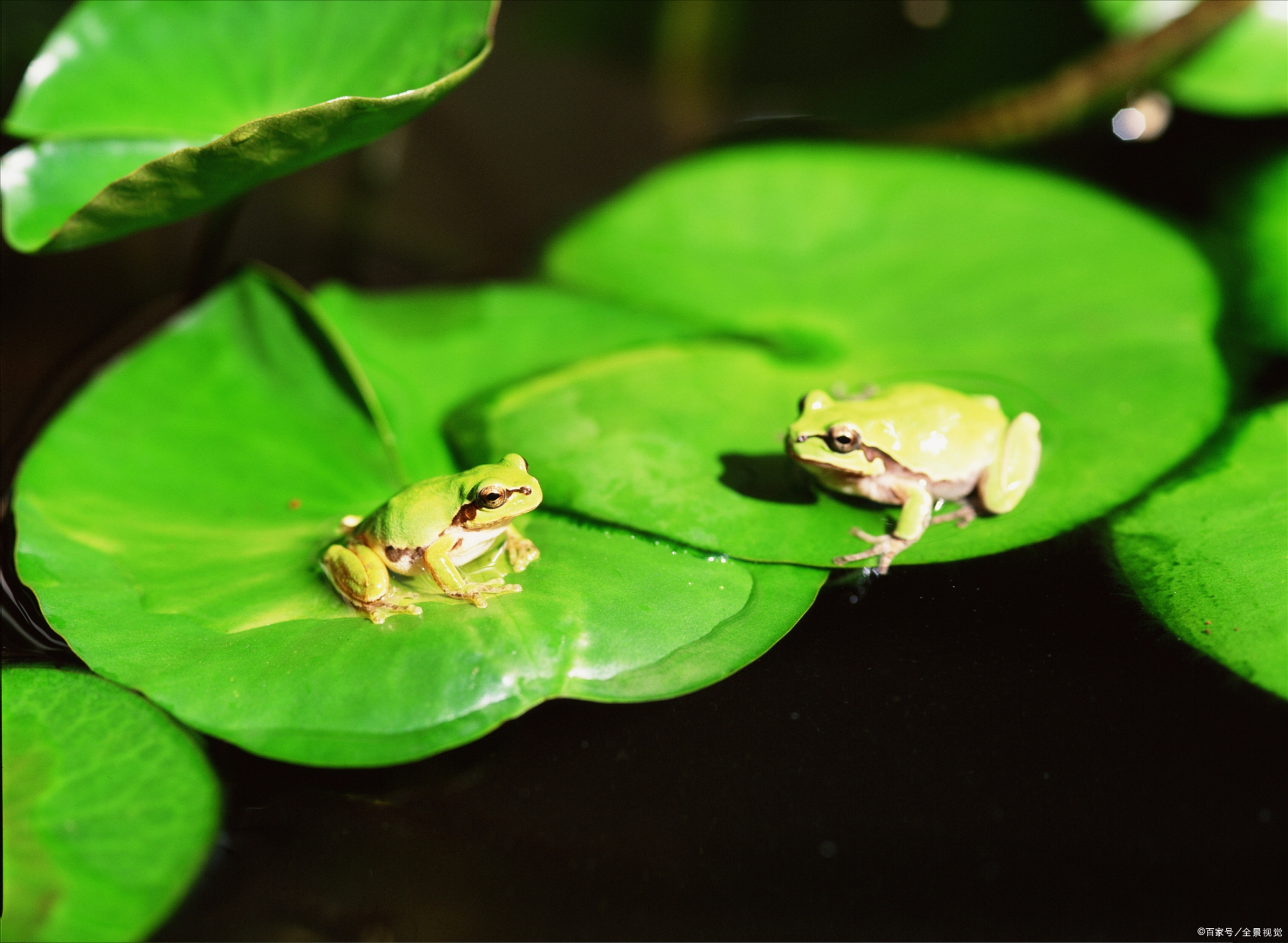 绿叶中的青蛙"黄梅时节家家雨,青草池塘处处蛙"