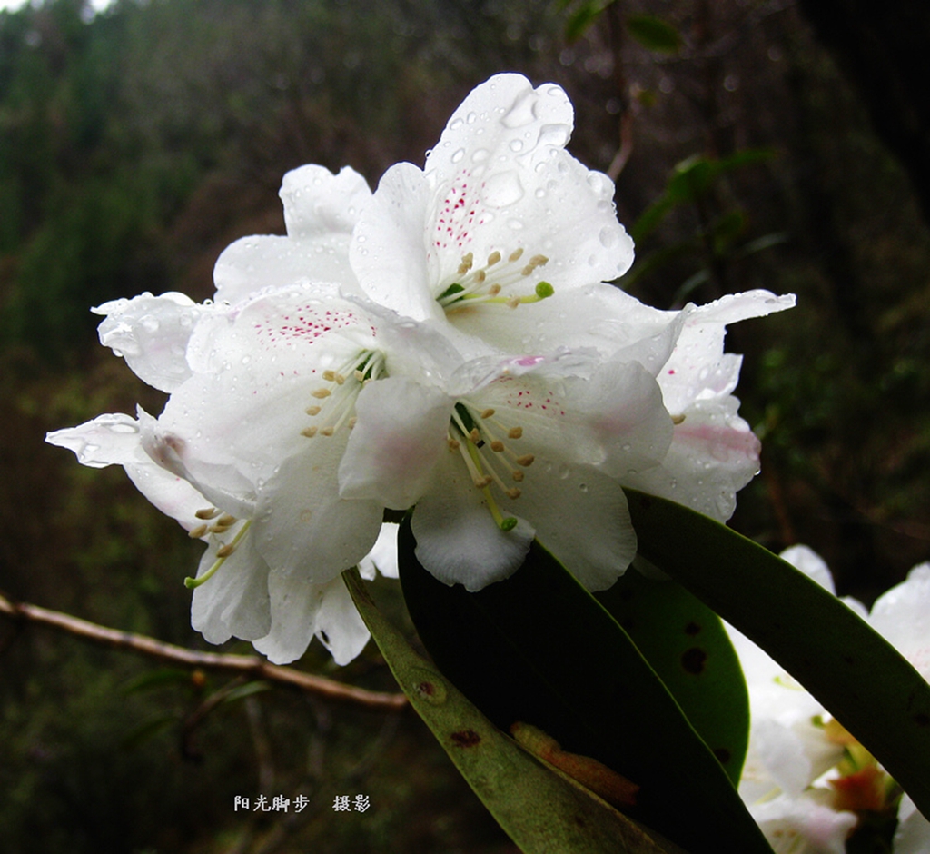 互助北山高山杜鹃(大叶)