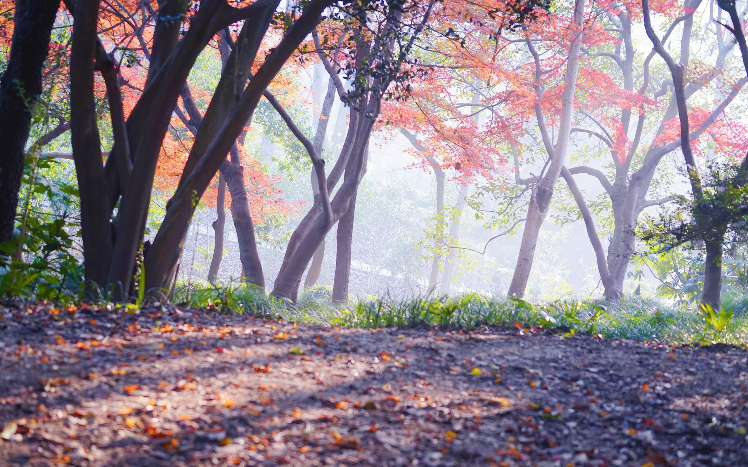 唯美迷人枫林景色