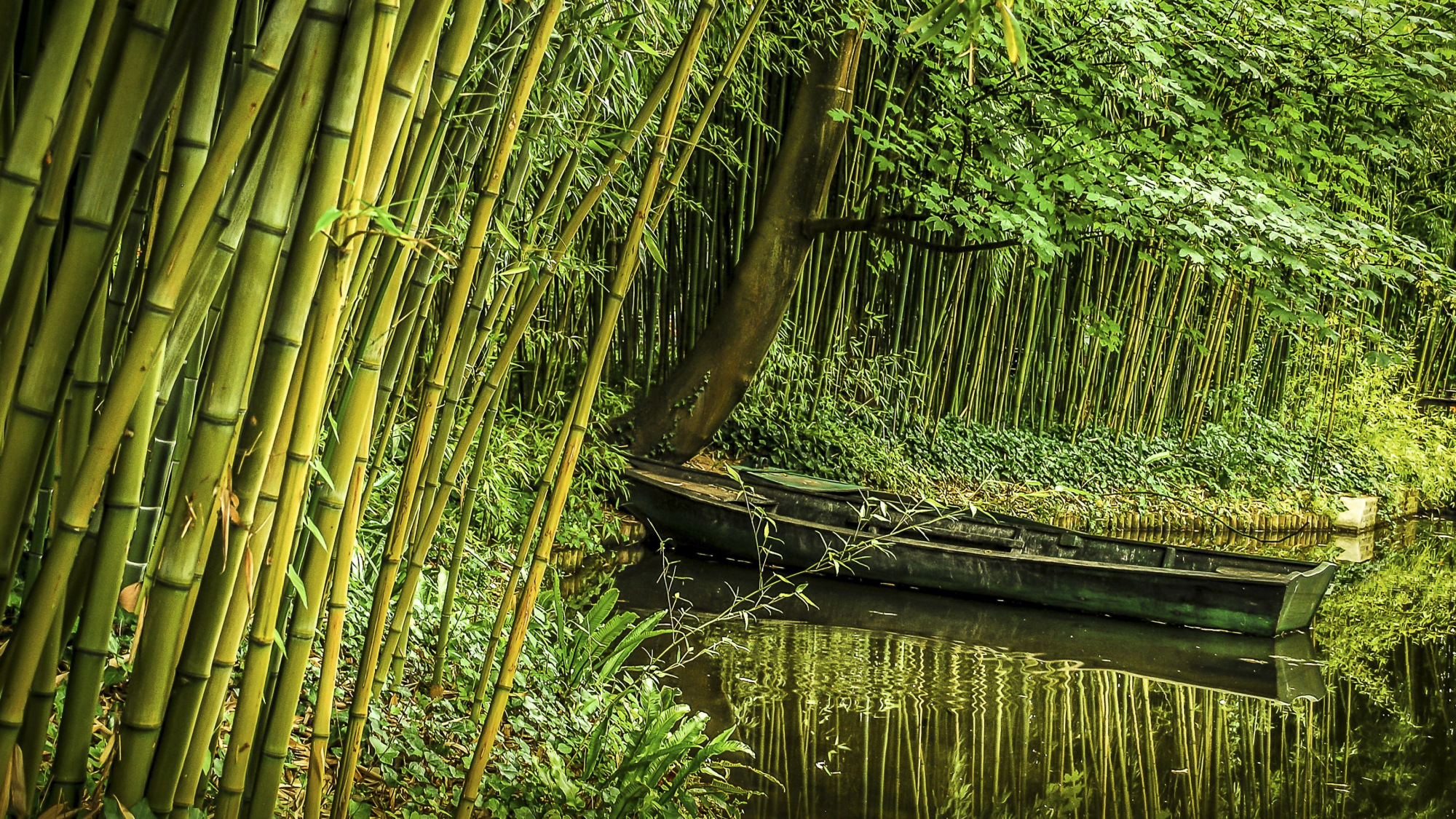 图集:分享一组四季常青的竹子壁纸,欢迎收藏!
