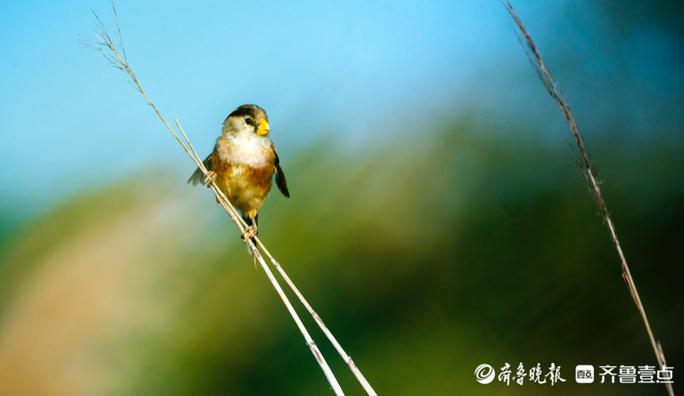 黄河口芦苇荡里,震旦鸦雀小鸟成群出窝了