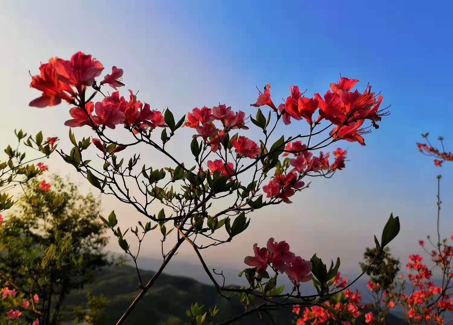 金寨黄狮寨映山红花开正艳