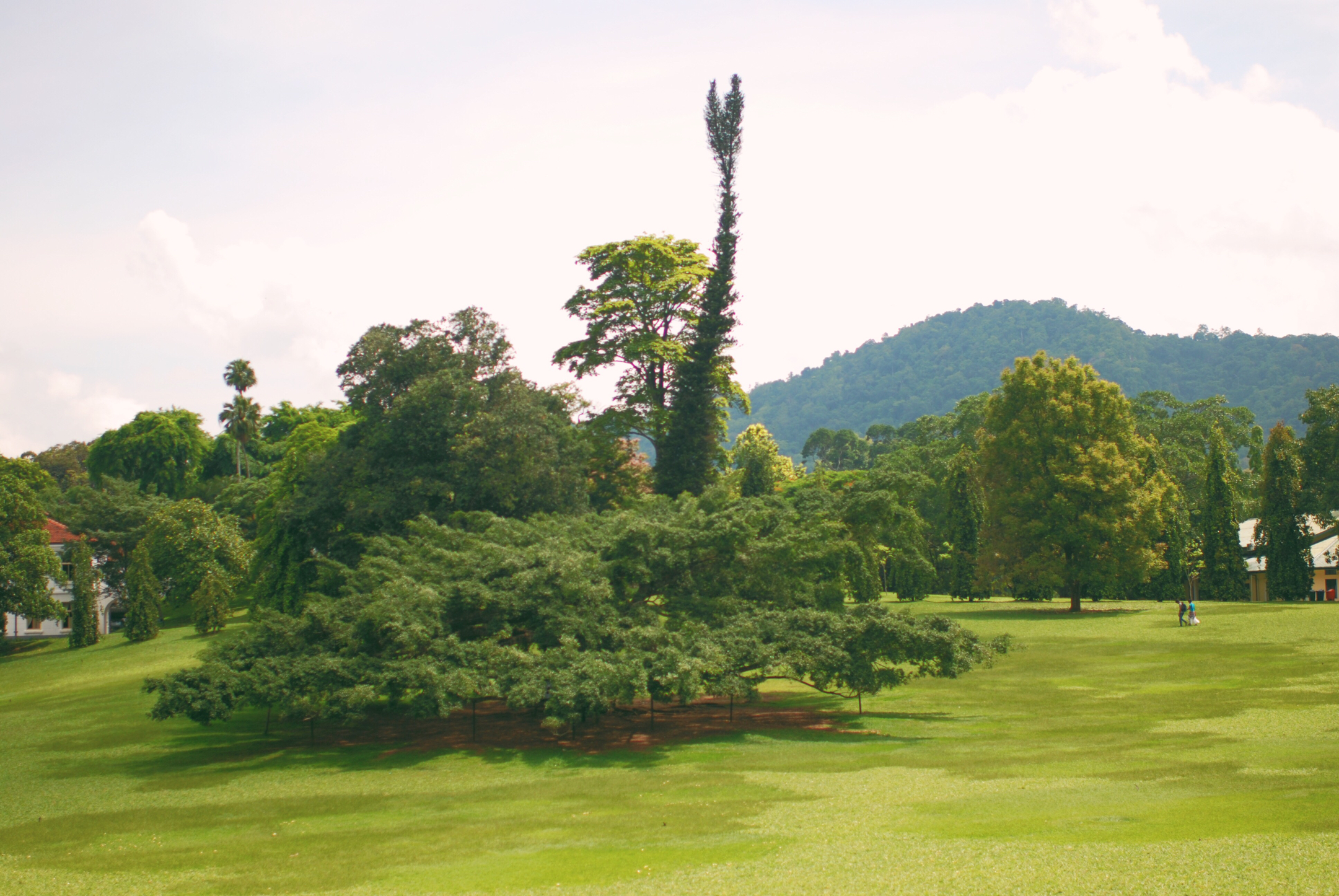 斯里兰卡康提皇家植物园