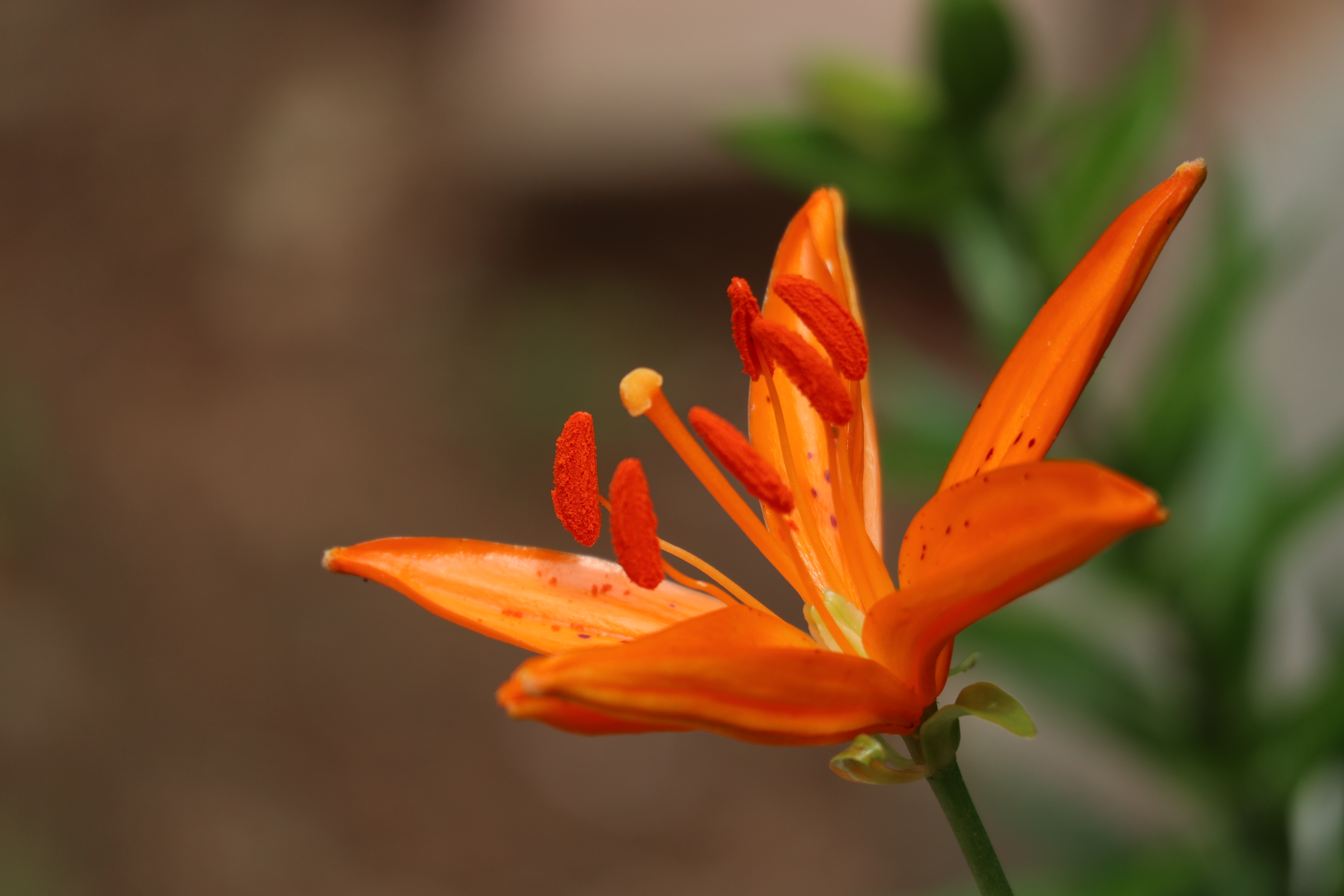 青岛百合崂山百合