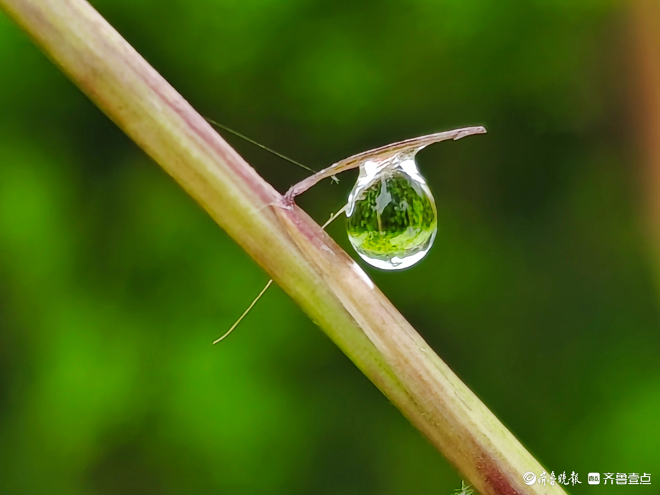 晶莹剔透的小露珠,闪闪放光芒