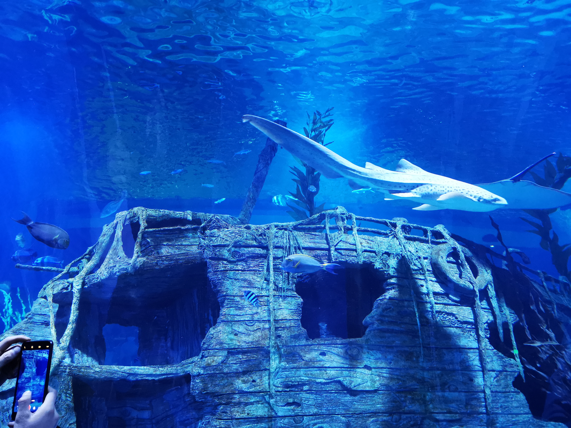 全球海拔最高的海洋馆:就在青海西宁,不去海边就能看到海底世界