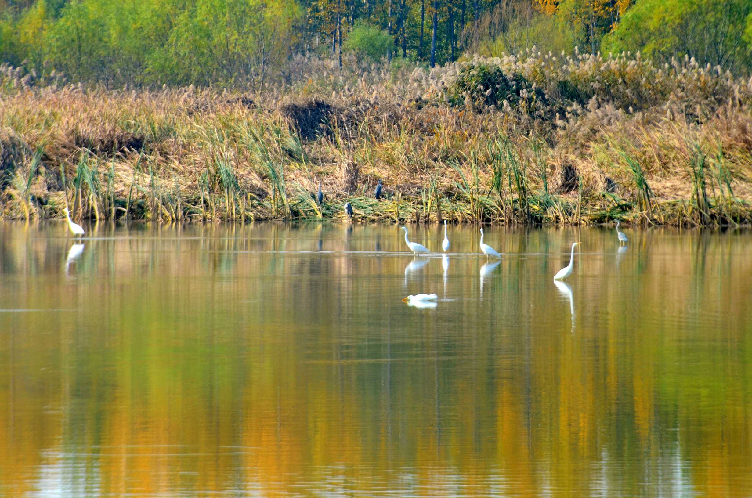好景山东|五彩斑斓才是秋!济南玉清湖周末秋景如诗静谧安然