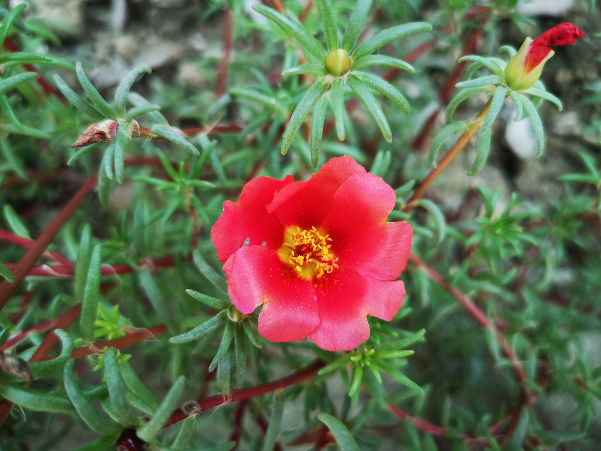 绚丽的午时花,绽放在阳光下