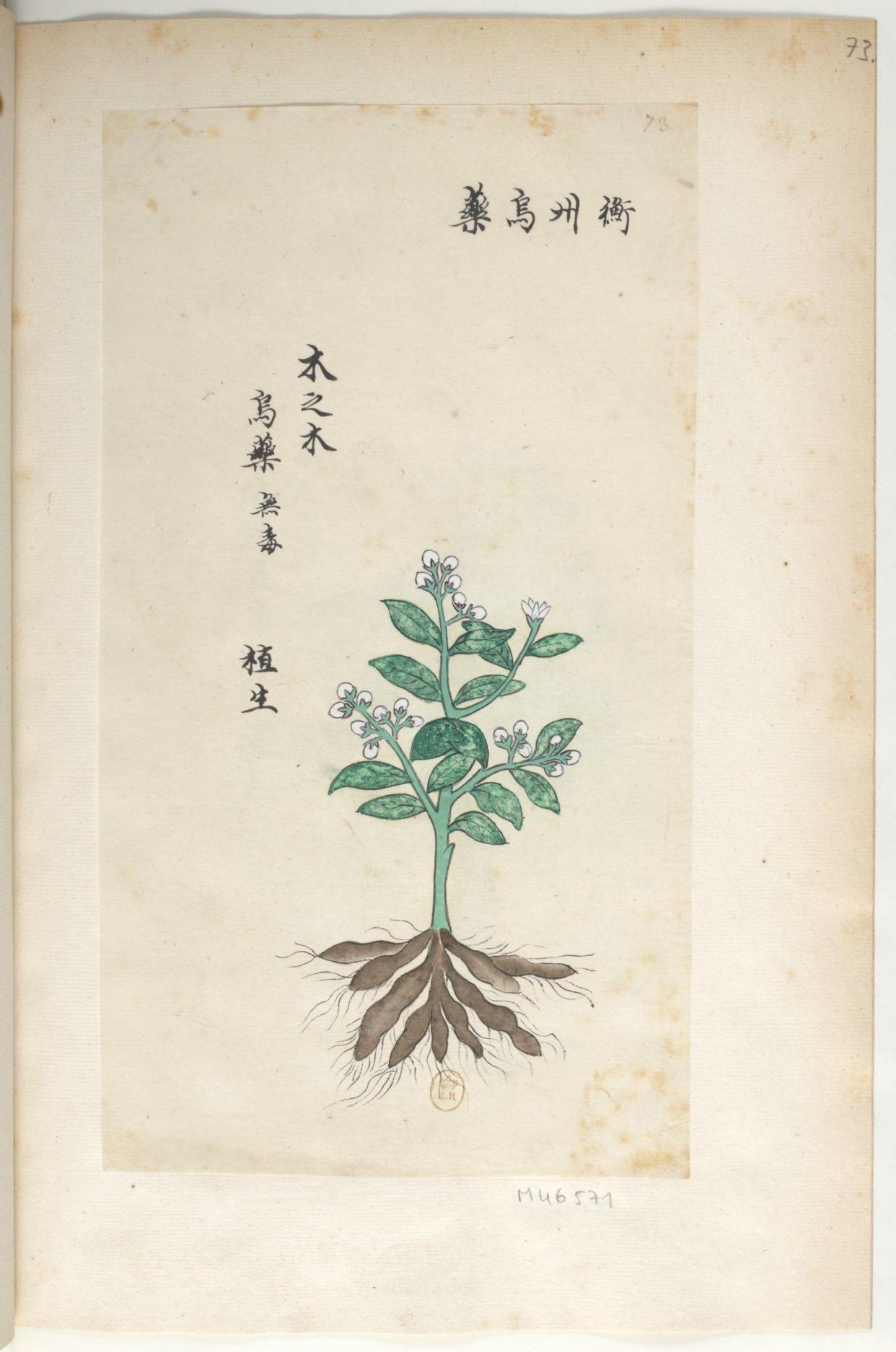 手绘中药图谱,看看你喜欢吗?