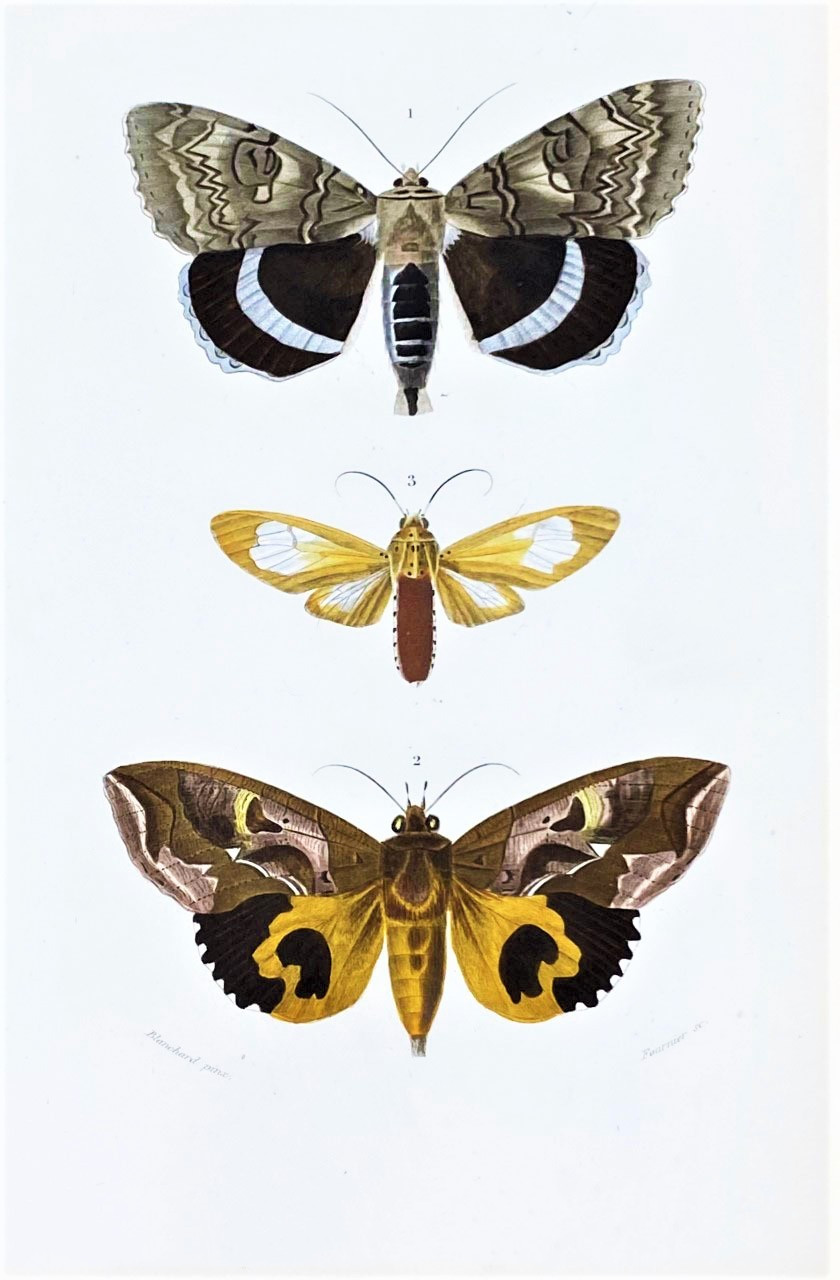 藏于法国图书馆的飞蛾手绘图,美得不可方物