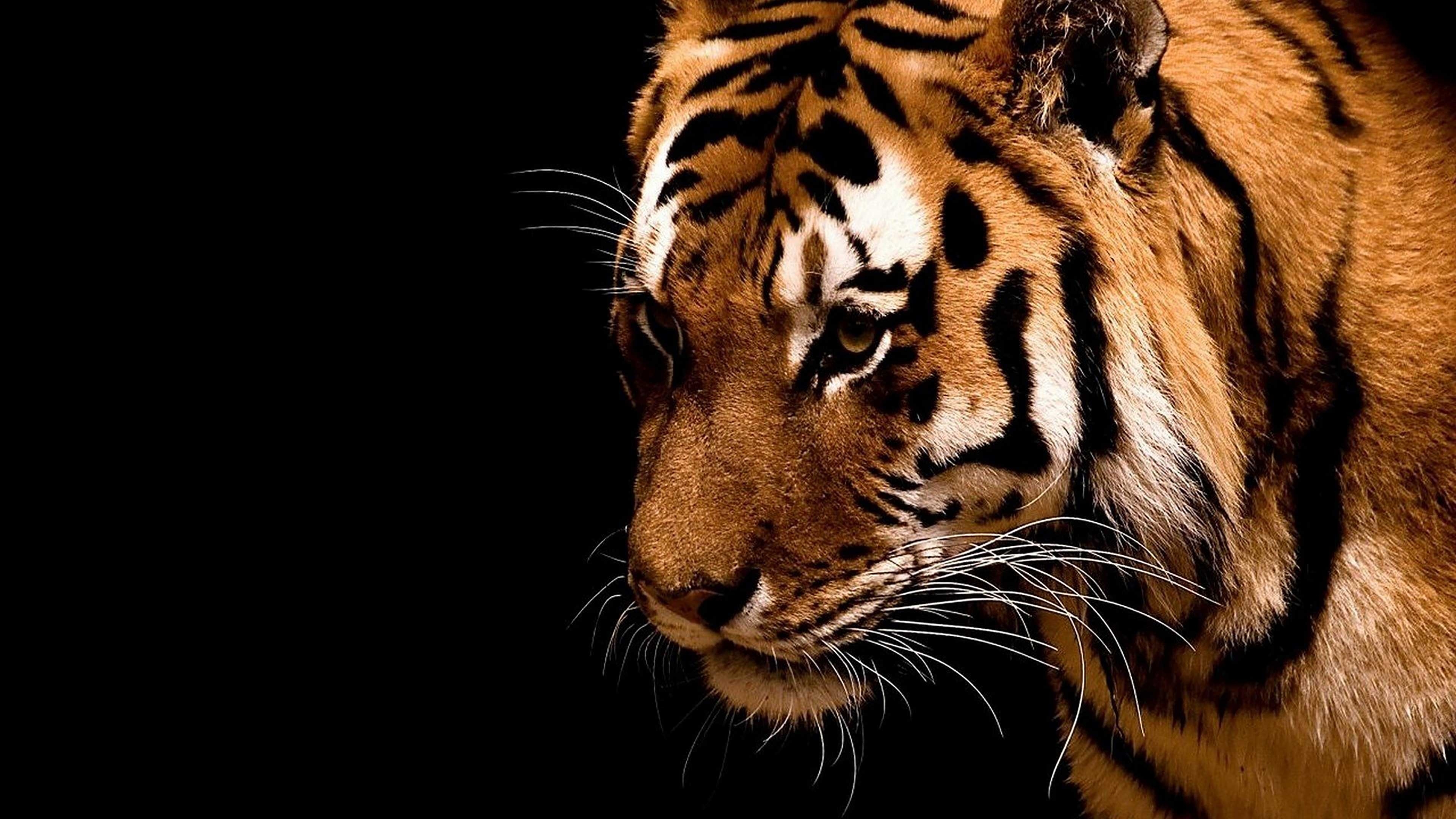 森林之王帅气壁纸