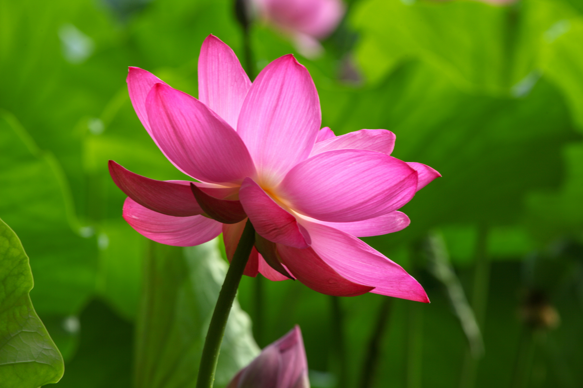 内蒙"龙泉"公园一池荷花,游客两眼放光,三组镜头不停轮流拍摄