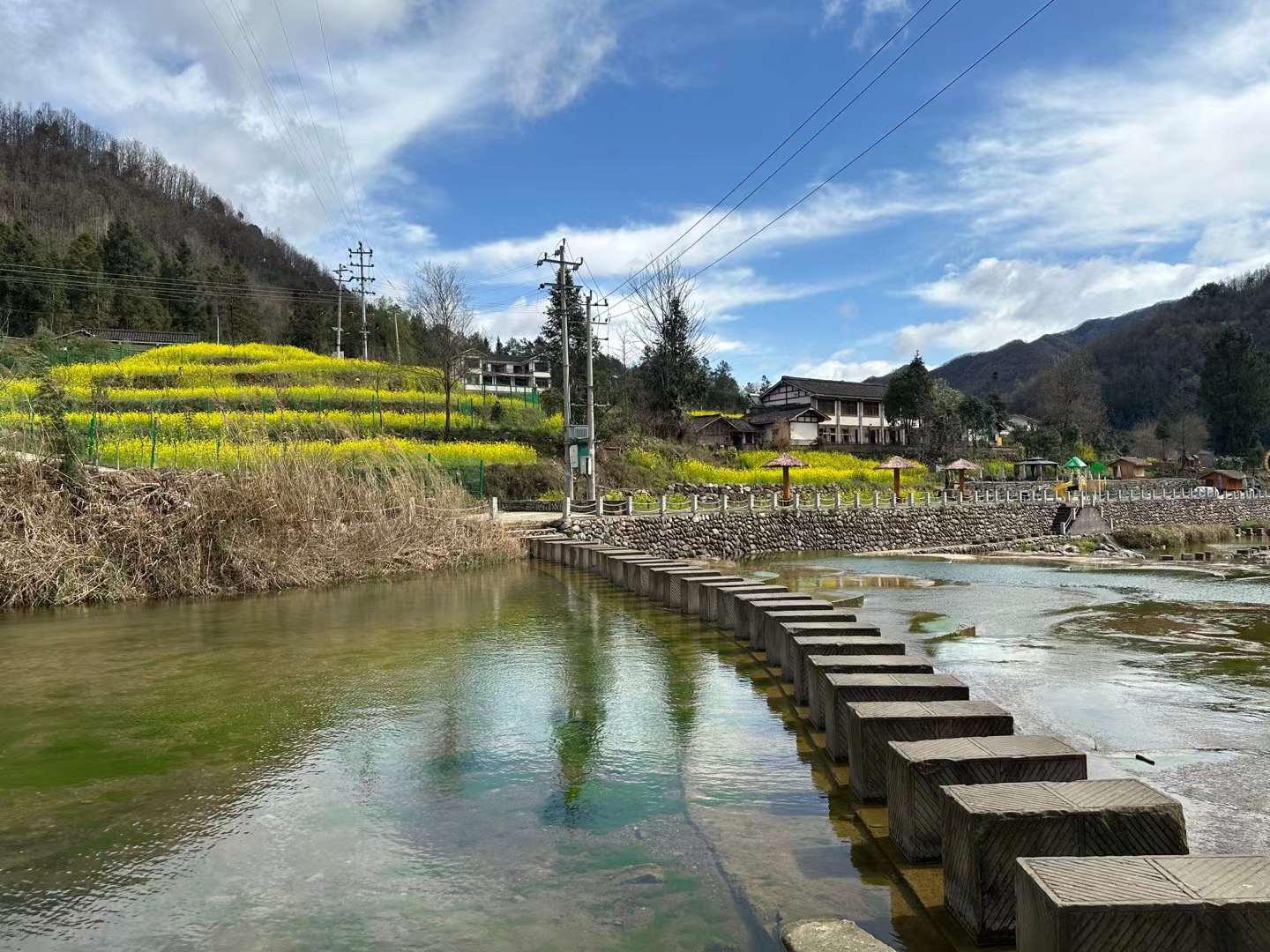 利州月坝:油菜花开田园美,扮靓乡村成新景,这就是春天的颜色!