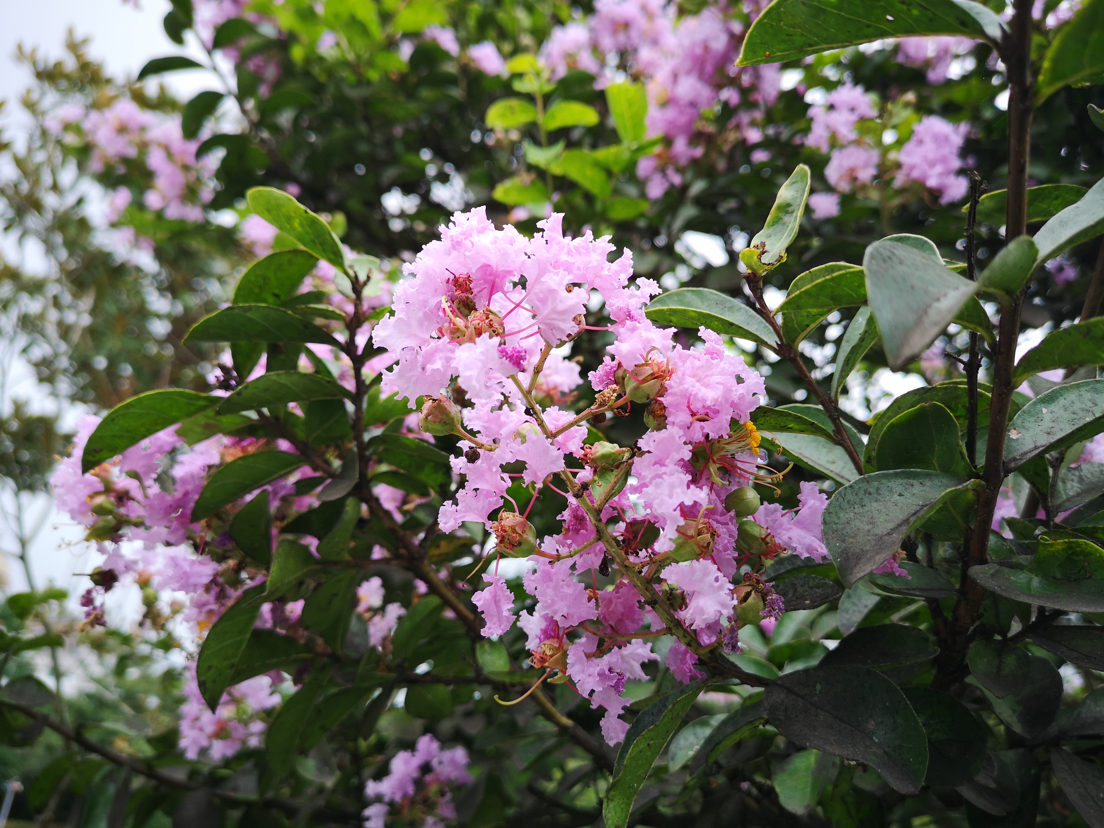 夏天的紫薇花,一棵开满香花的树