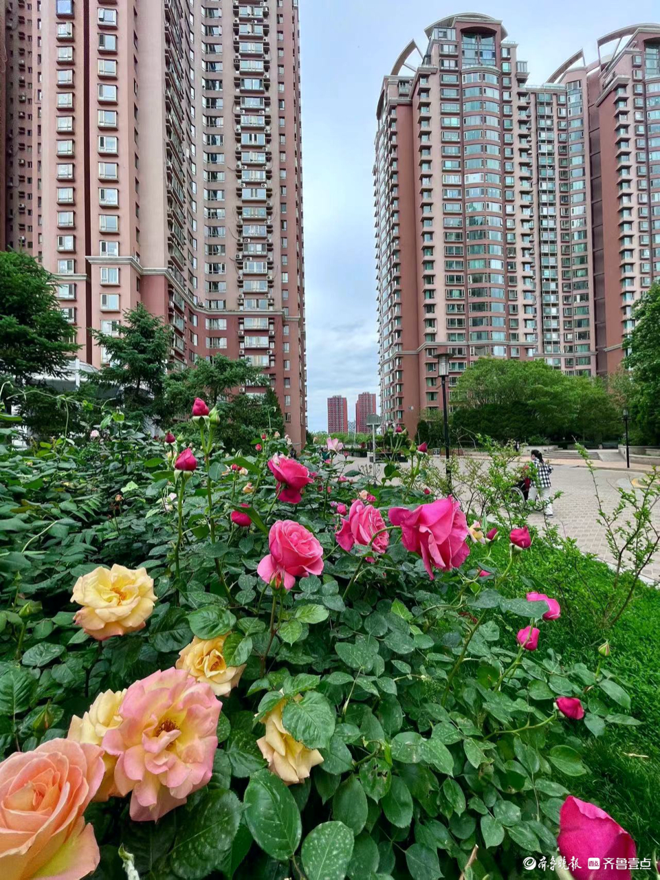 颜值倍儿高!小区里的玫瑰花争奇斗艳