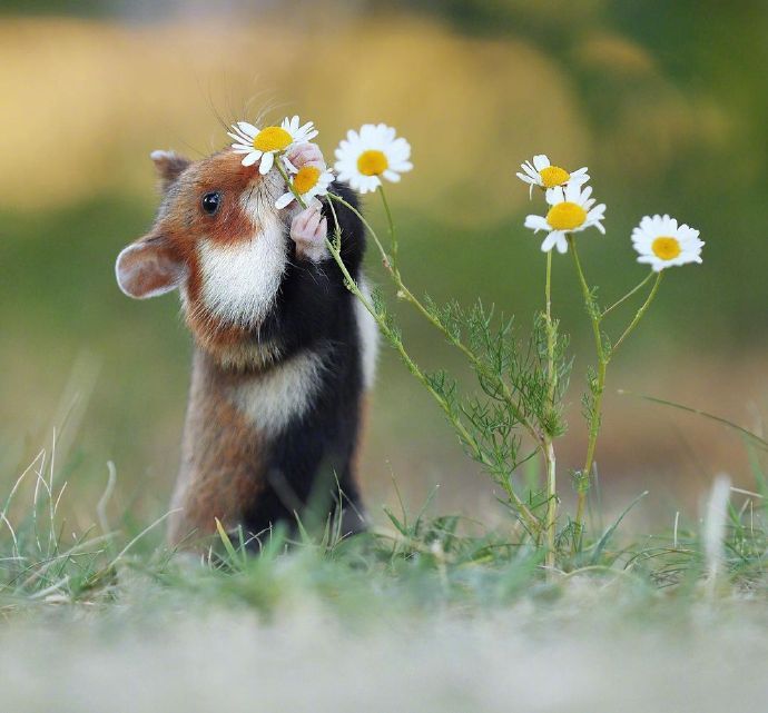 活泼可爱的小仓鼠喜欢吃花朵,小家伙太好玩了!