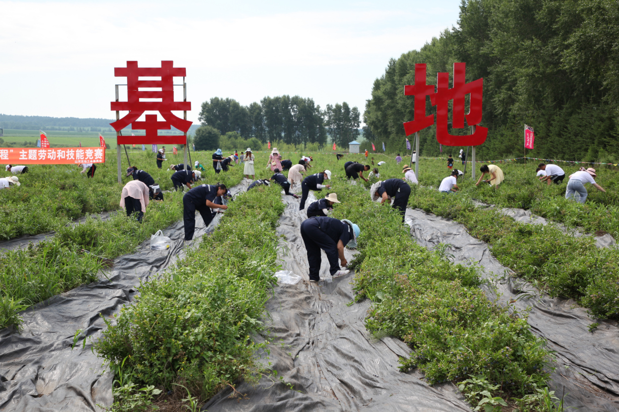 北大荒集团山河农场有限公司蓝莓丰收