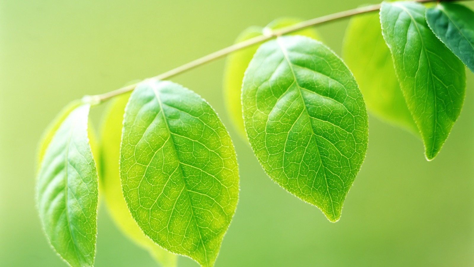 图集:分享一组高清的护眼壁纸,欢迎收藏!