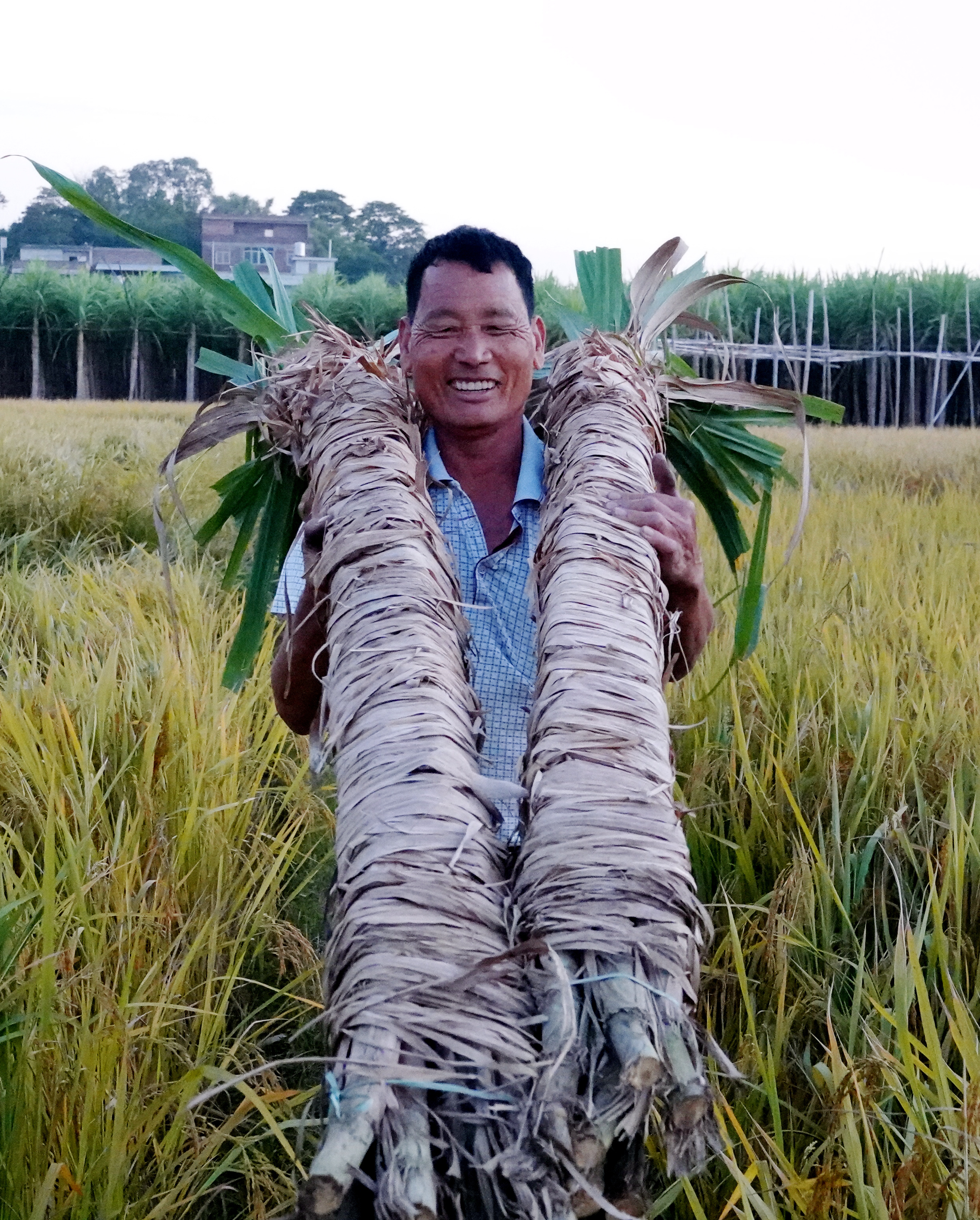 11月10日,广西贵港市港南区木格镇村民在砍运成熟的白玉蔗.