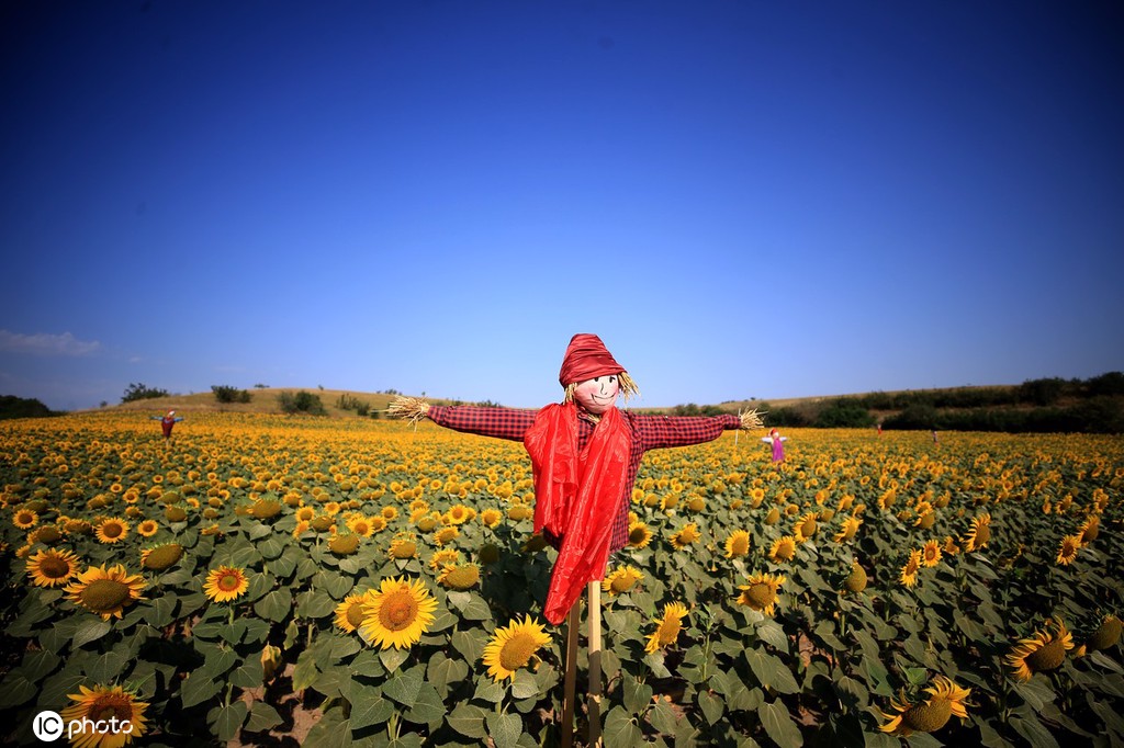 土耳其举行向日葵和稻草人节 美女鲜花两相映
