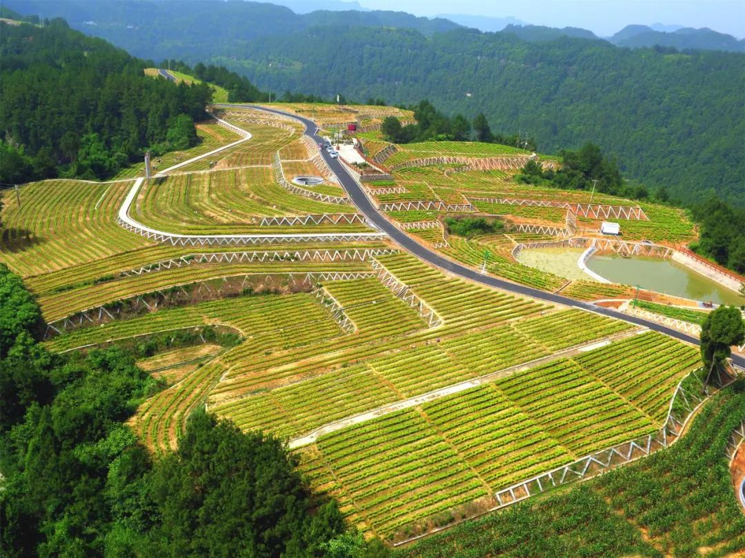 四川广元:旺苍县木门三合万亩生态黄茶园十里观光茶廊