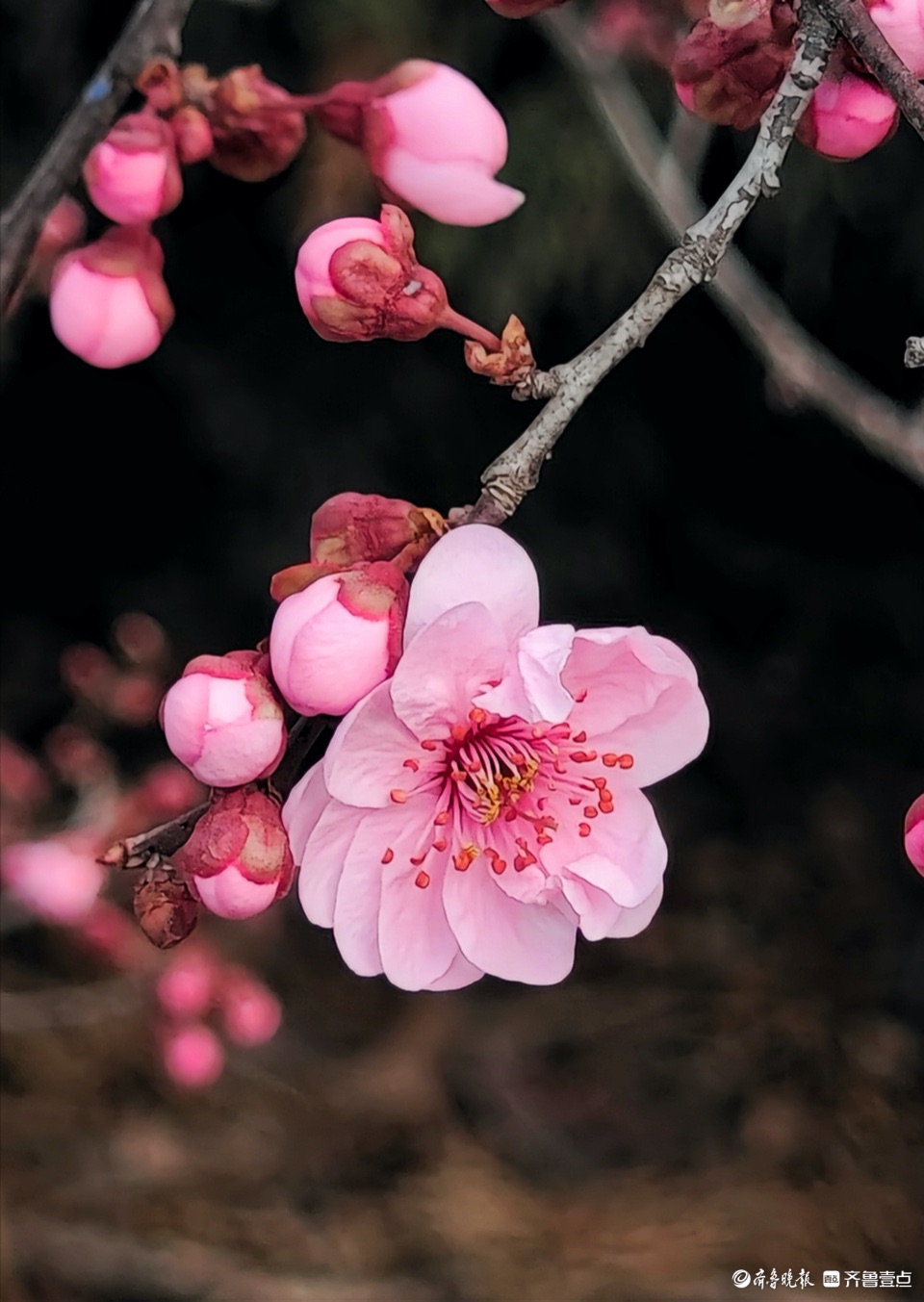 美人梅花团锦簇