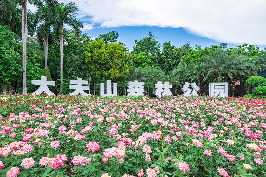 广州:大夫山森林公园月季花盛开