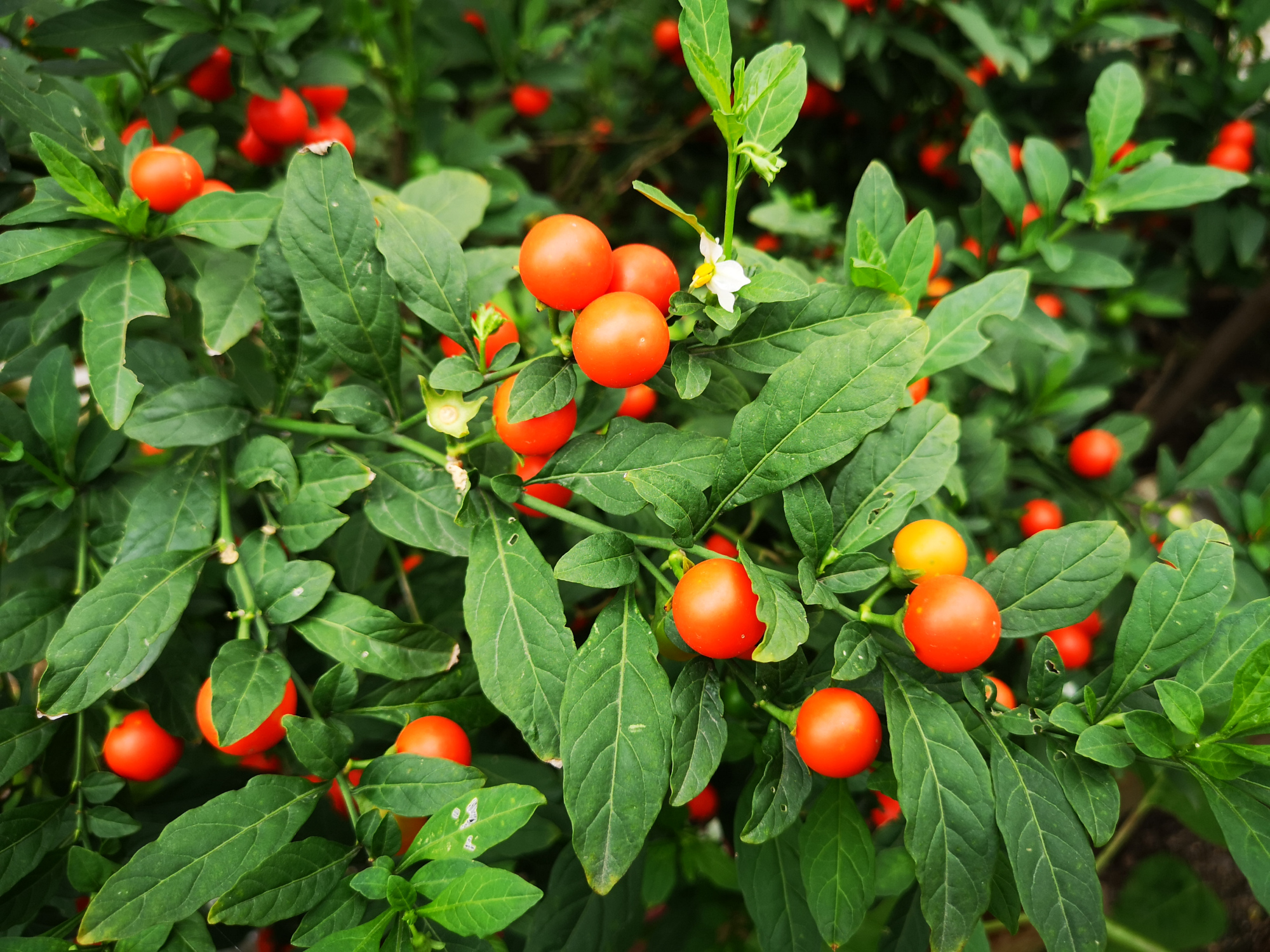 红彤彤的吉庆果,可爱的珊瑚樱