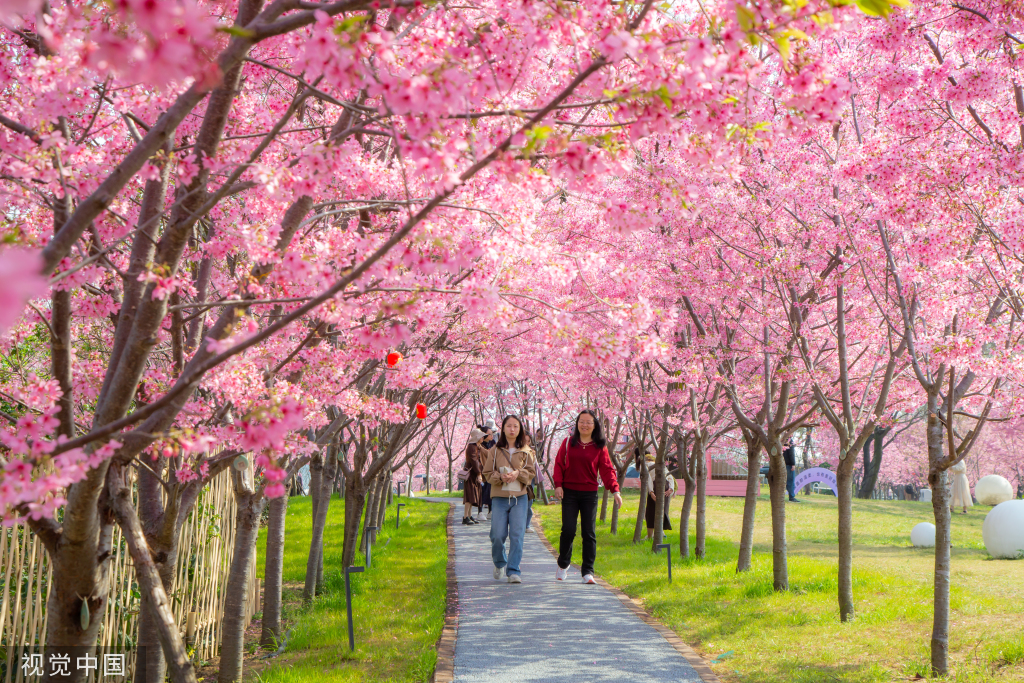 2022年鲤鱼洲樱花岛图片