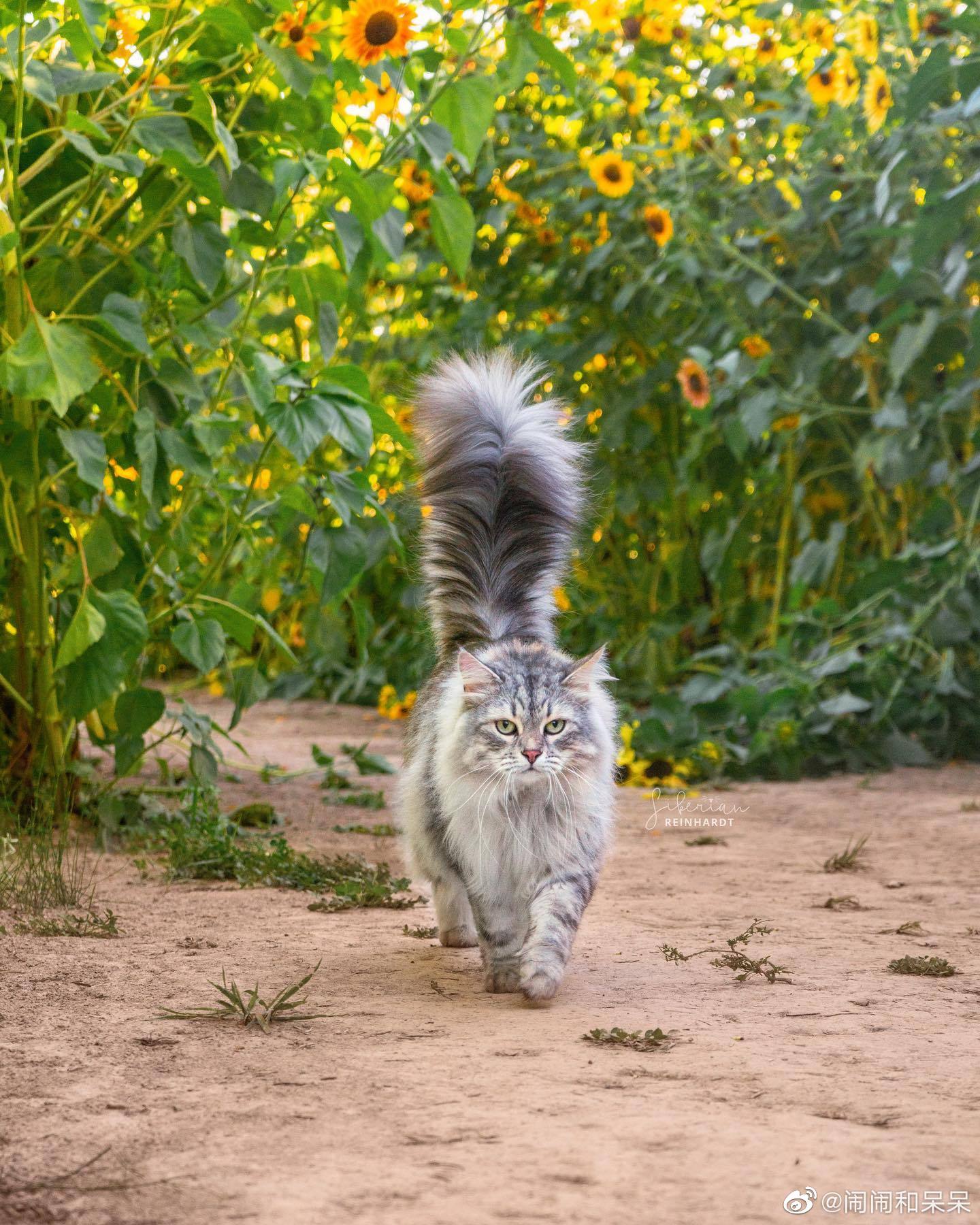 西伯利亚森林猫的鸡毛掸子