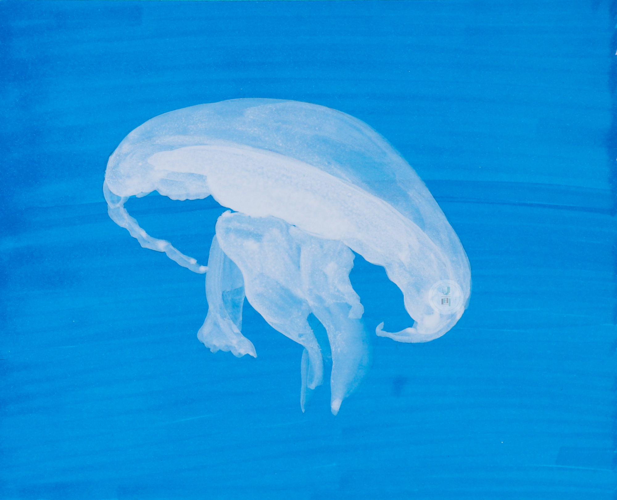 彩铅 水母系列 合集