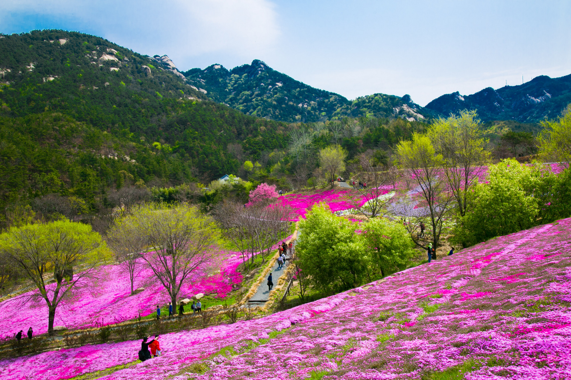 烟台昆嵛山中的花海