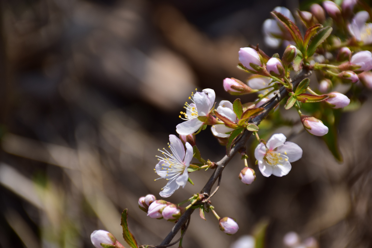 农村山上的野李子开花了