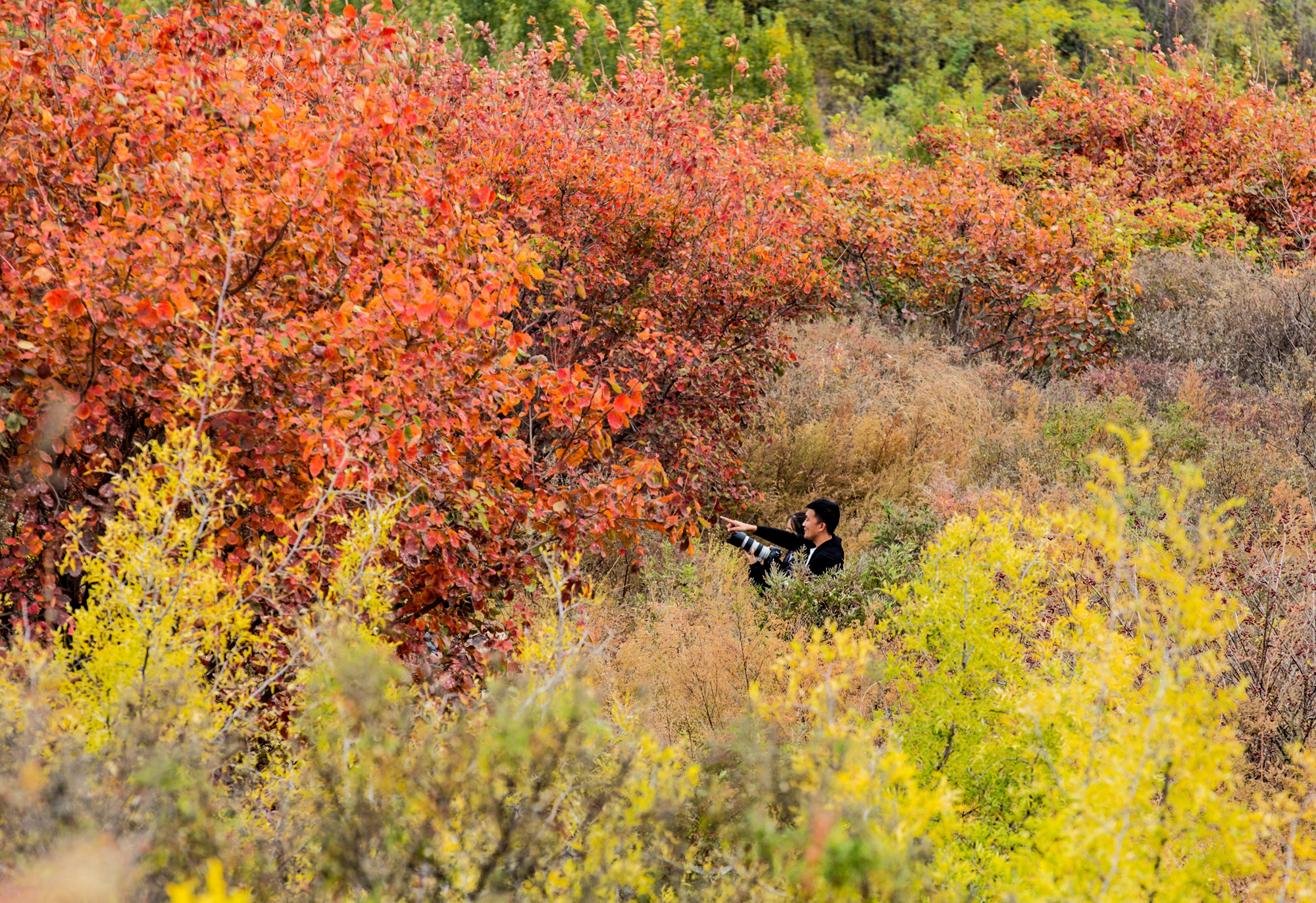 山东邹平:白云山麓 层林尽染