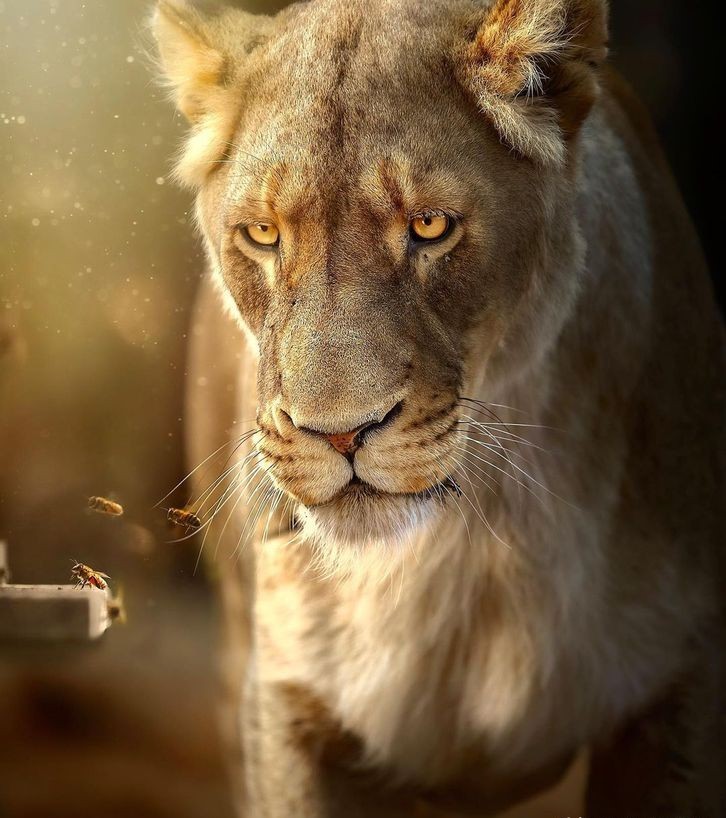 帅气的狮子好有威严,这个狮子霸气侧漏!