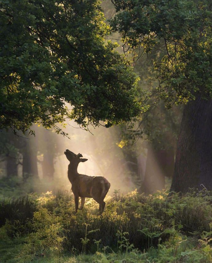 晨光中的小鹿,仙气满满