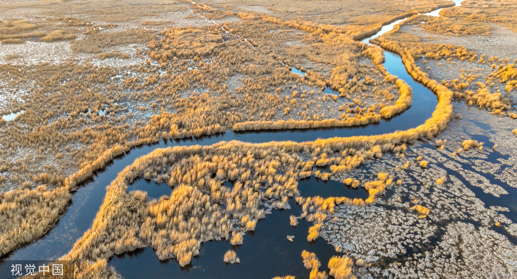 新疆巴音郭楞:博斯腾湖湿地芦苇金黄