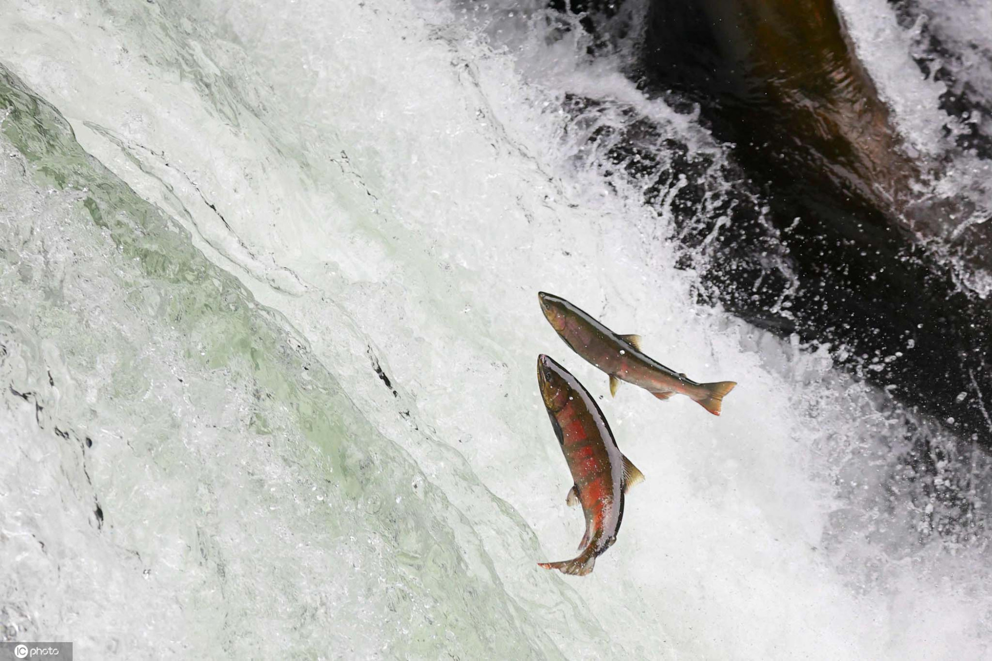 日本鲑鱼洄游高峰期逆流冲上3米高瀑布