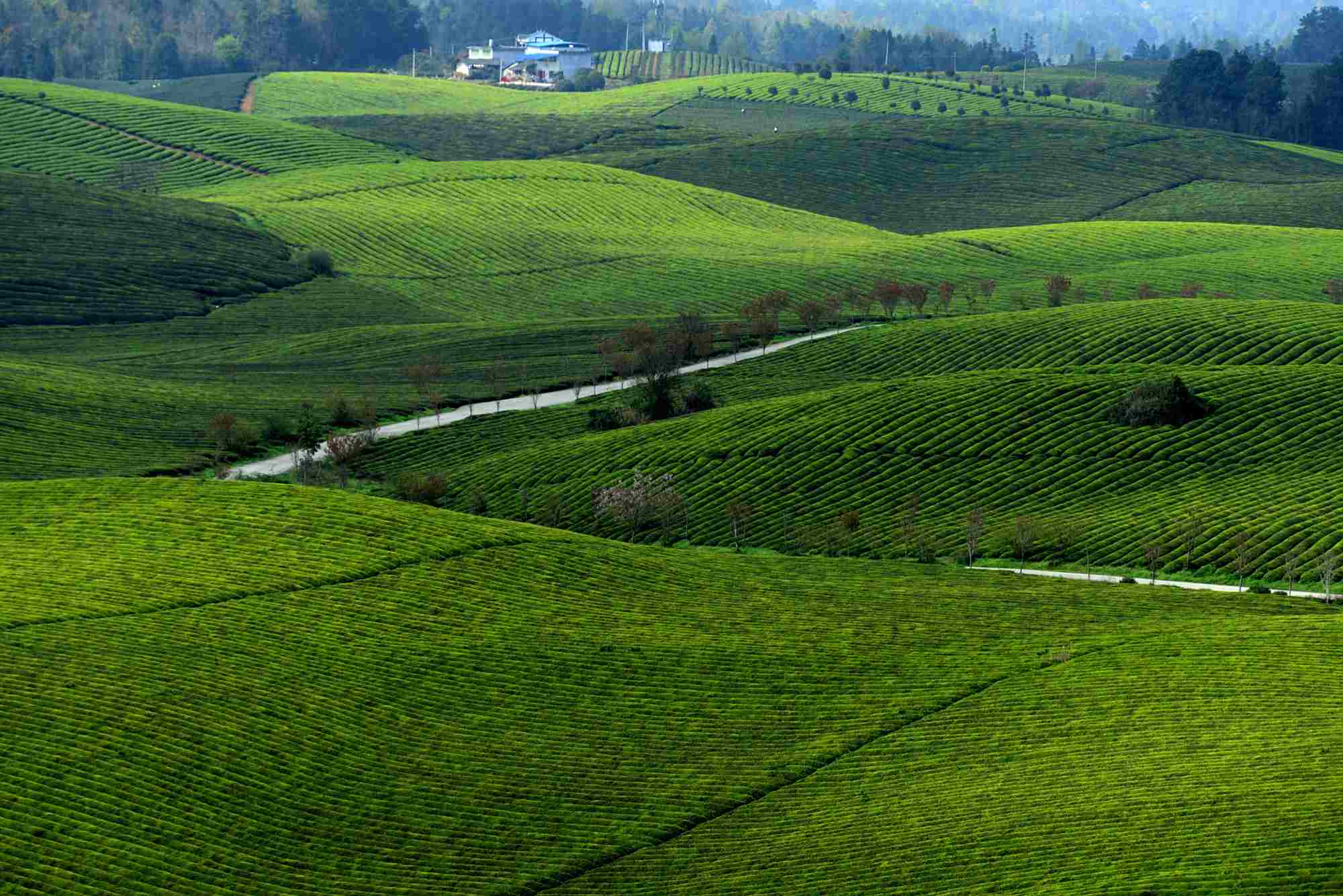 湄潭万亩茶海绿油油