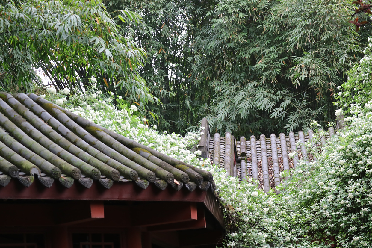 摄影丨成都,黄四娘家花满蹊,千朵万朵压枝低