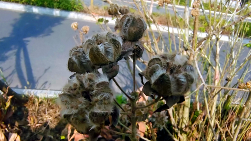 芙蓉果实外形图片图片