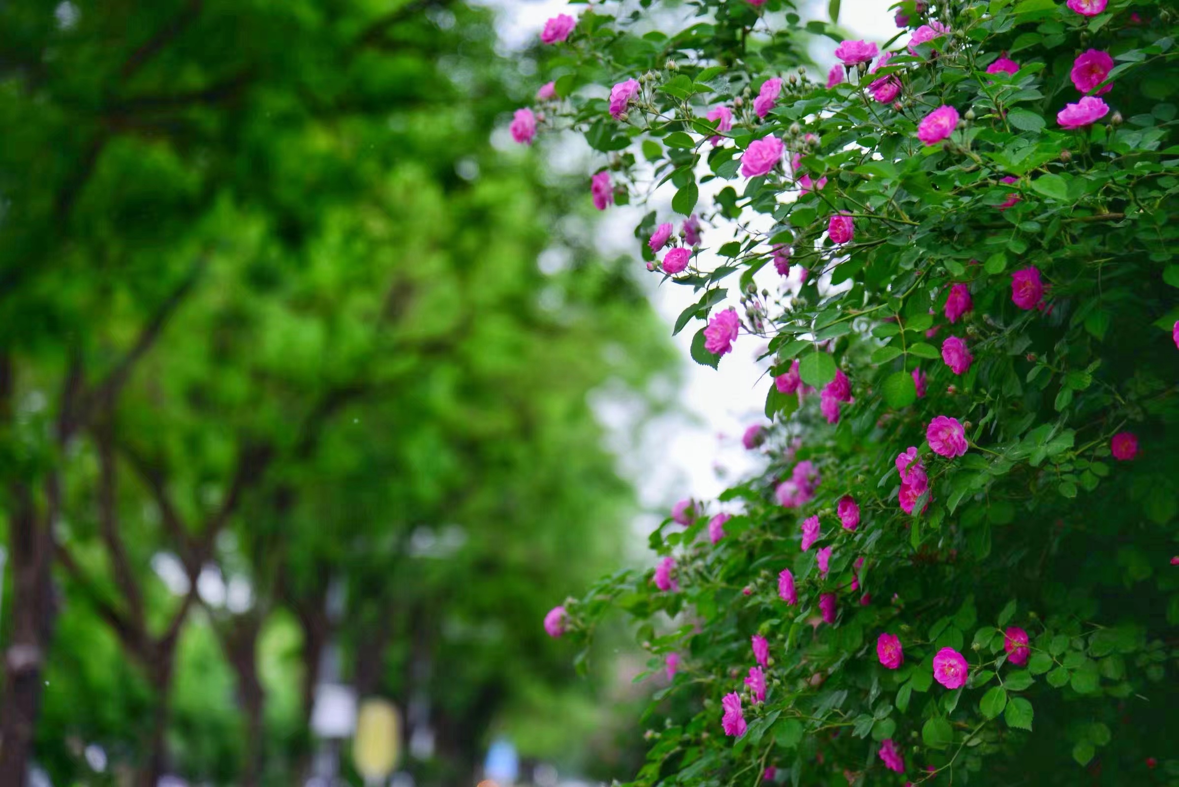 蔷薇花开处处香!
