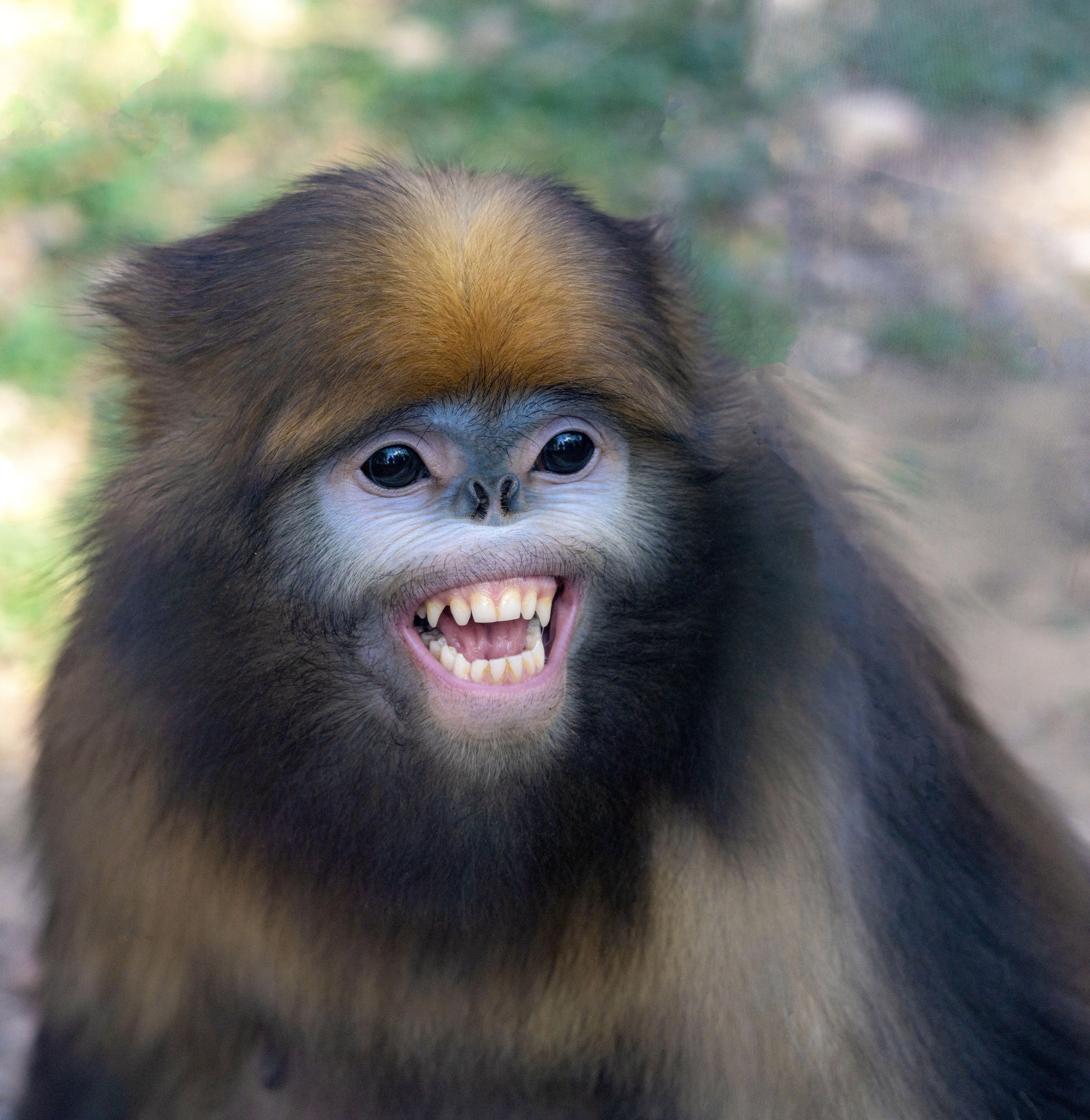 金丝猴表情包图片