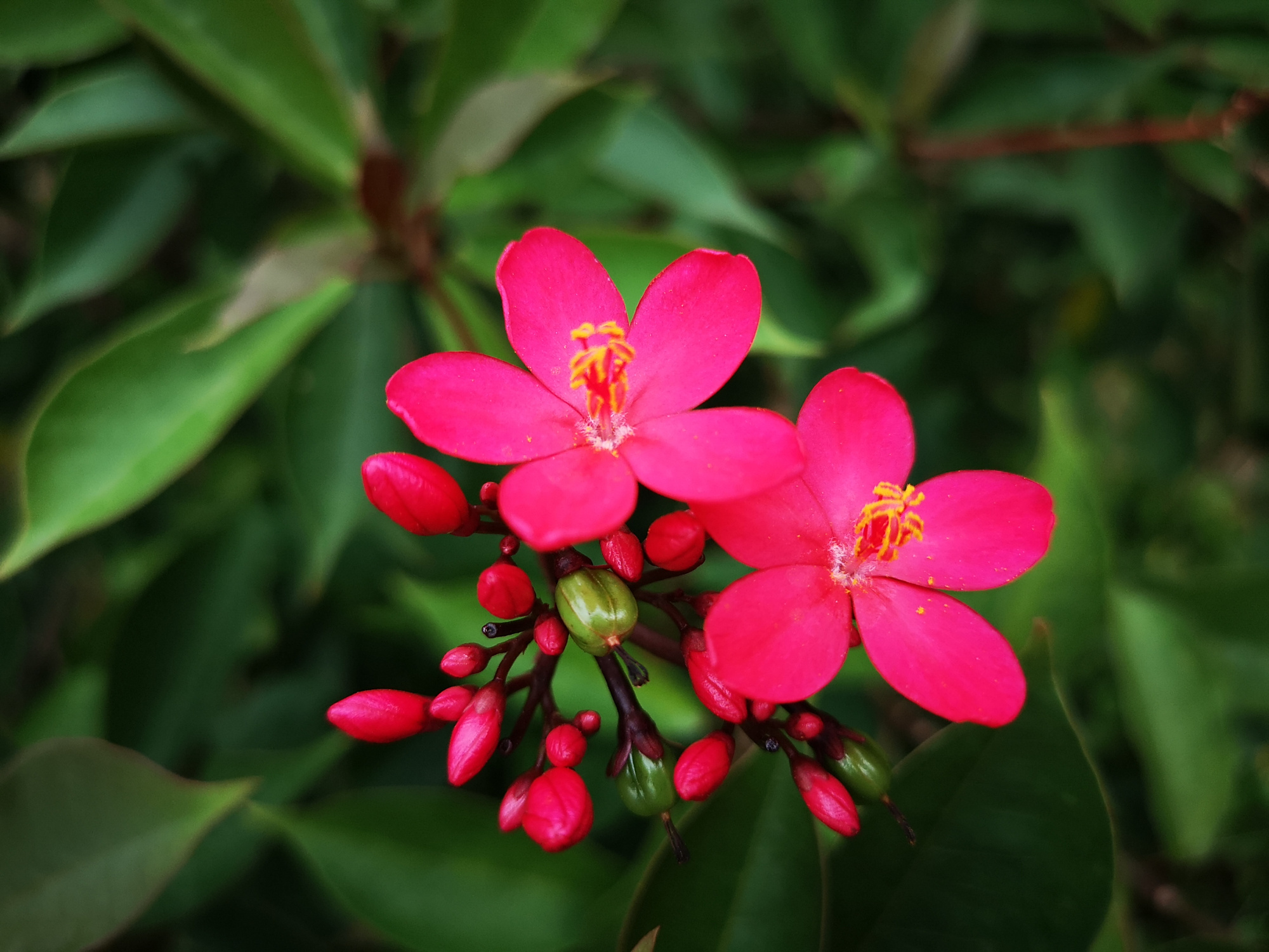 琴叶珊瑚,小花朵热烈红火