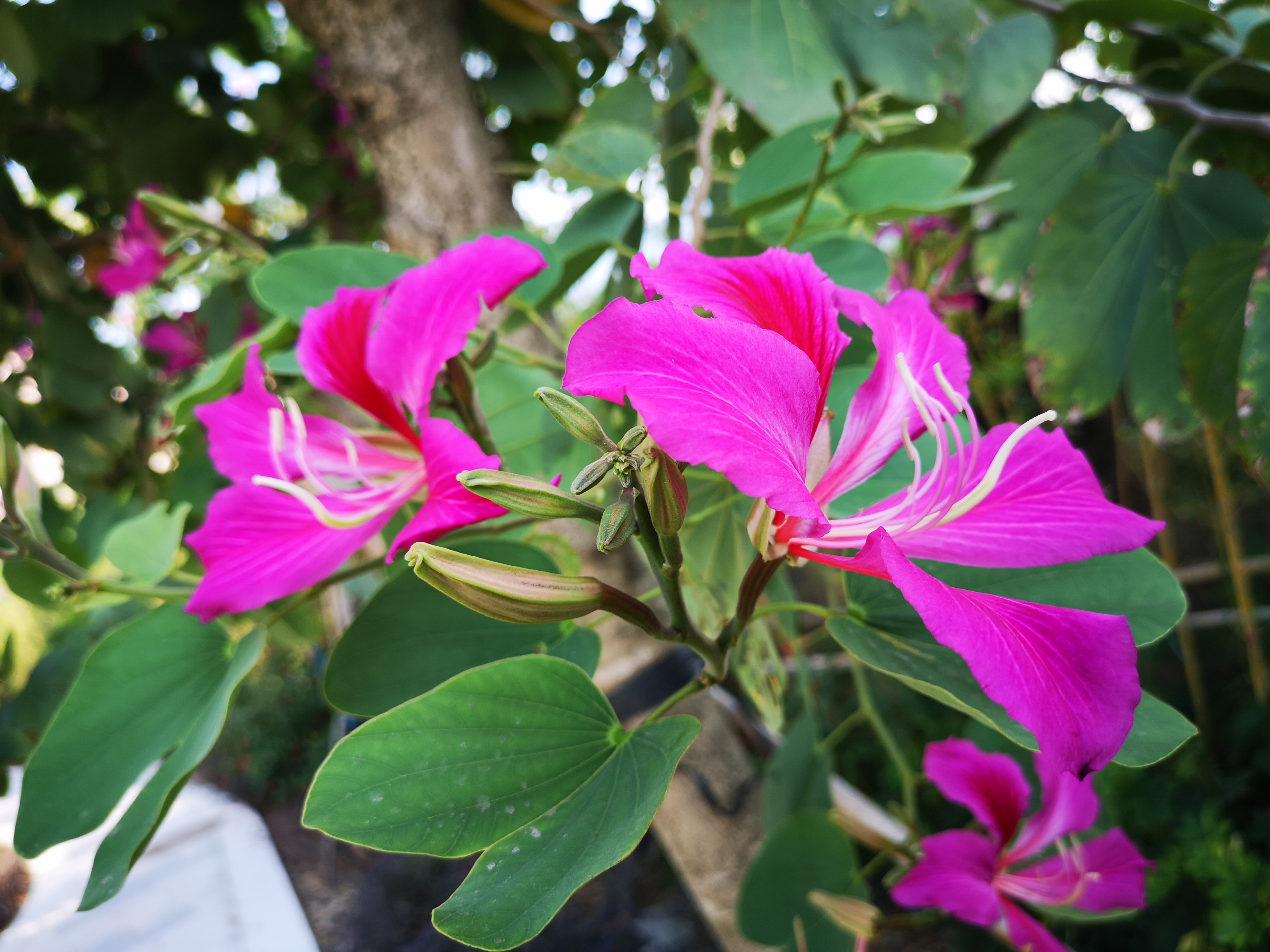 南方的紫荆花,紫红亮丽,随风摇曳
