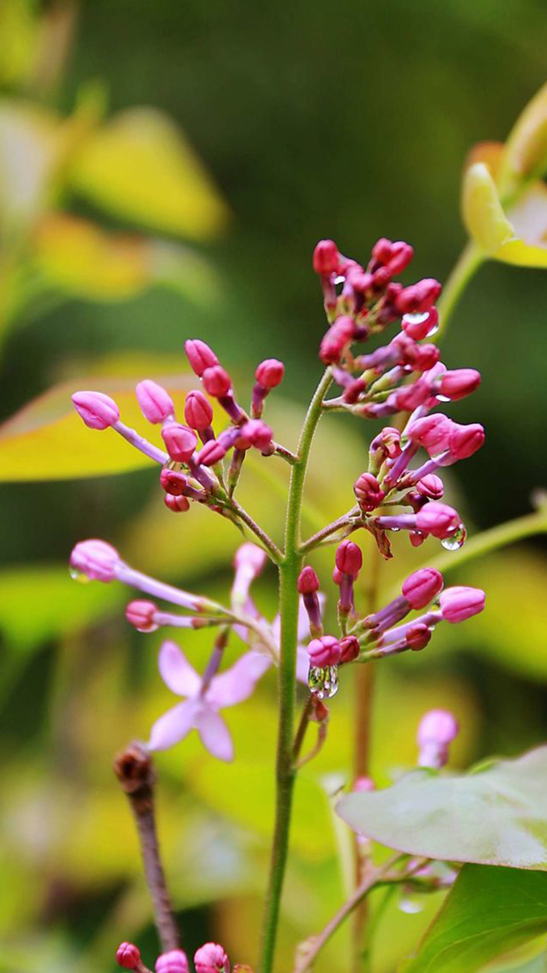 丁香(木犀科丁香属植物)