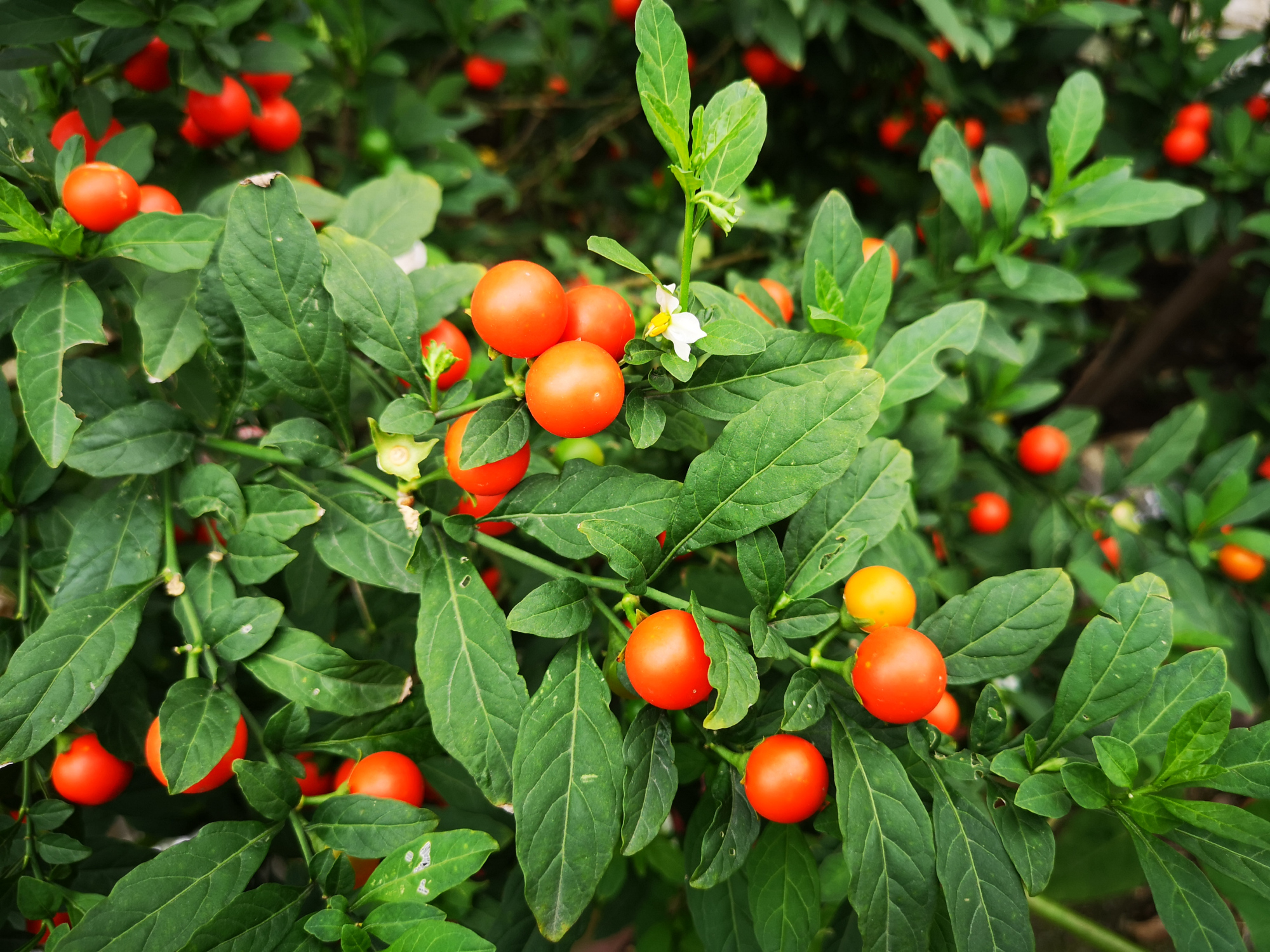 一树吉庆果,美丽鲜艳,吉祥喜庆