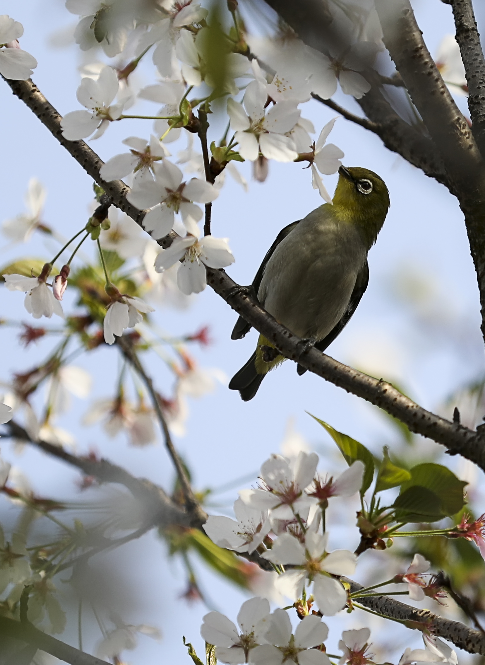 湖南衡阳鸟语花香春意盎然