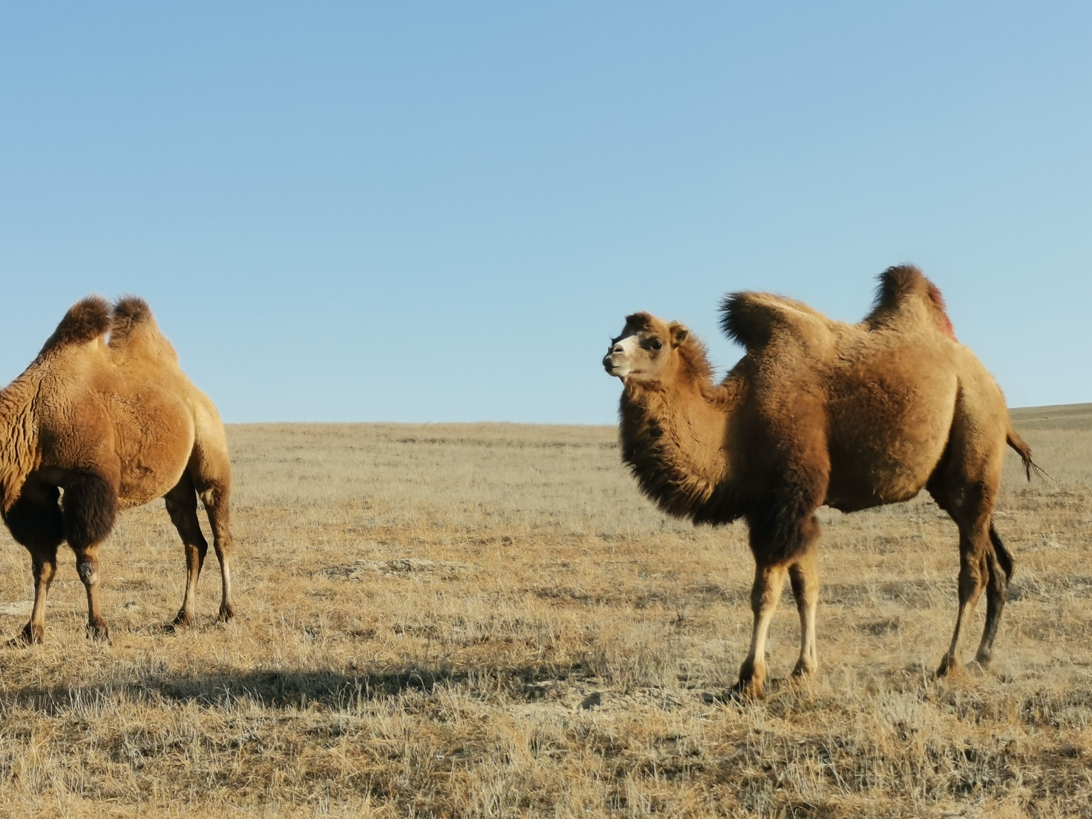 新疆骆驼奶粉厂家:伊犁雪莲乳业有机牧场骆驼养殖基地